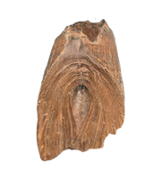 Deinosuchus (Crocodile) Tooth from Texas