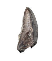 Camptosaurus Tooth, Morrison Formation