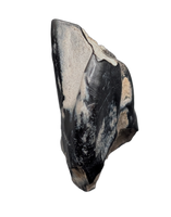 Iguanodont Tooth, England, Early Cretaceous