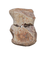 Phytosaur Toe