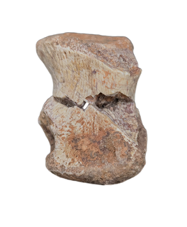 Phytosaur Toe