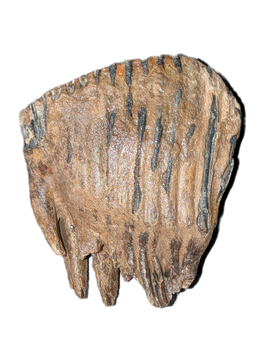 Woolly Mammoth Tooth, Europe