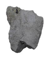 Theropod Tooth,  Morrison Formation