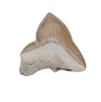 Squalicorax kaupi Tooth, From the Kansas Chalk