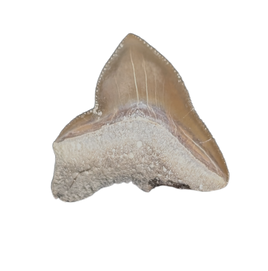 Squalicorax kaupi Tooth, From the Kansas Chalk