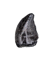 Small Theropod Dinosaur Tooth, El Mers Formation