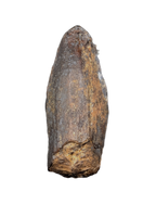 Parasaurolophus Tooth, Judith River Formation