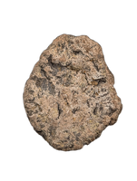 Europelta Scute, Early Cretaceous, Spain