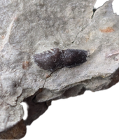 Rooted Stegosaur (Adratiklit?) Tooth, El Mers Formation