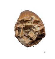 Deinosuchus (Crocodile) Tooth from Texas