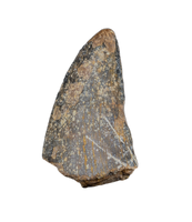 Tyrannosaurus Rex Tooth