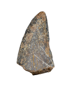 Tyrannosaurus Rex Tooth