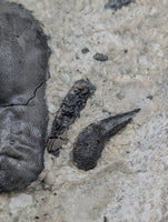 Shell Crushing Shark Tooth, 324-358 Million Years Old