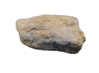 Triceratops Frill Section