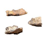 Various Jaw Sections (Fish/Lizard/Amphibian?)Judith River Formation