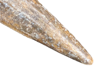 Suchomimus Tooth with Visible Serrations