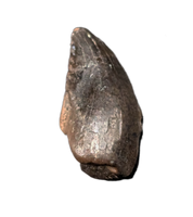 Troodon Tooth from the Hell Creek Formation