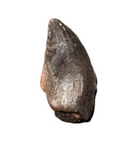 Troodon Tooth from the Hell Creek Formation