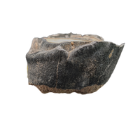 Teleoceros Tooth