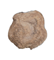 Teleoceros Tooth