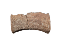 Dromaeosaurid Theropod (Deinonychus?) Tail Vertebra, Cloverly Formation