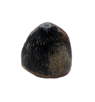 Brachychampsa Tooth, Hell Creek