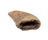 Tyrannosaur Tooth, Two Medicine Formation.