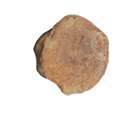 Oryctodromeus? Tail Vertebra, Cloverly Formation