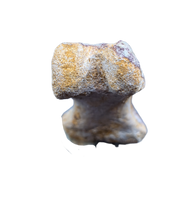 Spinosaurus Toe