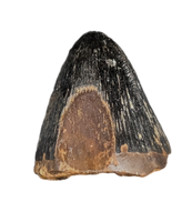 Deinosuchus (Crocodile) Tooth from Texas