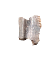Tyrannosaur (Teratophoneus?) Tooth from the Upper Aguja Formation.