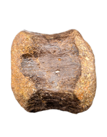 Edmontosaurus Vertebra