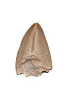 Phytosaur Dentary Tooth, Chinle Formation