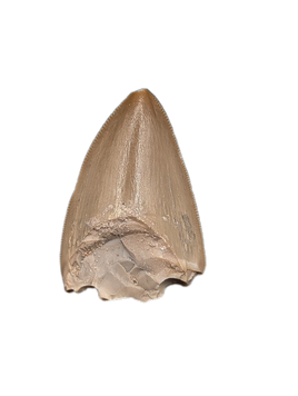 Phytosaur Dentary Tooth, Chinle Formation