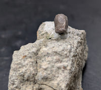 Allosaurus Tooth,  Morrison Formation