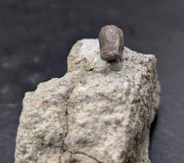 Allosaurus Tooth,  Morrison Formation