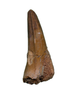 Spinosaurus Pre Max Tooth with Serrations.