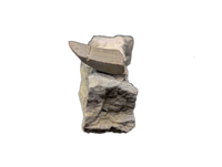 Allosaurus Tooth,  Morrison Formation