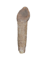 Rooted Lapparentosaurus/Archaeodontosaurus Tooth from the Mid Jurassic, Madagascar