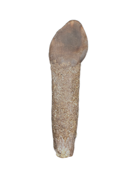 Rooted Lapparentosaurus/Archaeodontosaurus Tooth from the Mid Jurassic, Madagascar