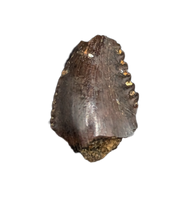 Troodon Tooth from the Hell Creek Formation