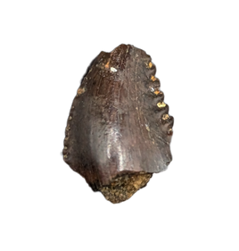 Troodon Tooth from the Hell Creek Formation