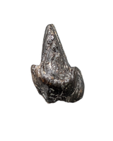 Ankylosaur Tooth, Judith River Formation