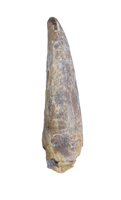 Nanotyrannus Tooth,  Lance Formation
