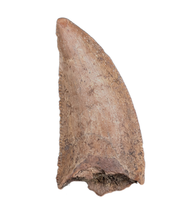 Majungasaurus Tooth