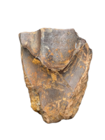 Triceratops Tooth