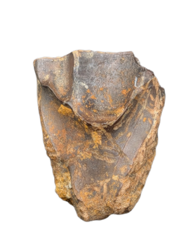 Triceratops Tooth