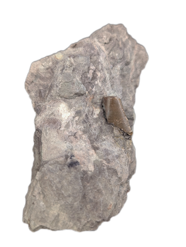 Partial Allosaurus Tooth,  Morrison Formation