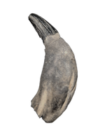 Archaic Whale Tooth (Agorophius?), 29-30 Million Years Old
