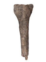 Hypacrosaurus Tibia, Two Medicine Formation